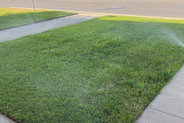 lawn and sidewalk getting watered by sprinklers
