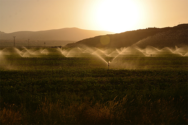 sprinklers watering commercial fields